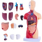 Human Body Model For Anatomy Study - 15 Pcs Removable 11 Inch Human Torso