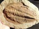 Big  Super Nice  Museum Cambropallas Telesto Trilobite Fossil Morocco 1761gr