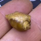 22mm Gastropod Transparent Fossil Chalcedony Mineral Agate Jurassic 249