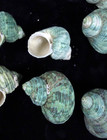 Green Turbo Shells Bulk Lot 50 Piece Craft Seashells Beach Decor Mixed Sizes
