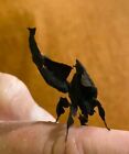 Live Ghost Mantis
