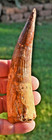 Massive Spinosaurus Tooth  5 55 Inches  From Morocco