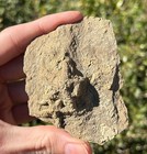 Double Fossil Starfish Casts Mississippian Age Bangor Limestone Fm Alabama