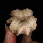 06 Echinodermata Blastoid  Deltoblastus Timorensis From Timor  Indonesia  30mm