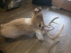 Real Whitetail Deer Head     Authentic Taxidermy Mount