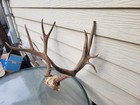 Unique Mule Deer Antlers Rack Set 5x5 Horns Mount Decor Skull Rustic Decor