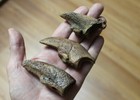 Replica Fossil Giant Sloth Claw Lot Early Pleisocene Leptostomus Garbanii