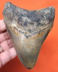 Megalodon Shark Tooth - Real Fossil - 3 91 - Shark Teeth Hno Restorations