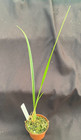 Maxillaria Tenuifolia  yamada  Am aos  Rooted Orchid Plant Shipped In 2 5  Pot
