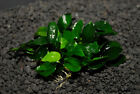 Anubias Nana Petite One Plant-freshwater Aquatic Live Plants  Super Price     