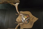Vintage Folk Art Memory Jug  Deer Mount Antlers    Folk Art  Tramp Art