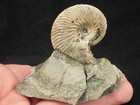 Ammonite Fossil On Rainbow Pyrite  Volga River Saratov Russia 124gr