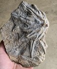 Natural Devonian Prehistoric Jurassic Biota Crinoids Fossils