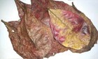 15pcs Dried Catappa Ketapang Indian Almond Leave  9       - 10        For Aquarium  Fish