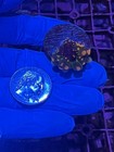Og Godzilla Bounce Mushroom Coral Lps