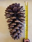 Ponderosa Pinecones 3-7 5 Inches  