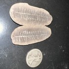 Fern Fossil Sw In 2 75 Inches   Excellent Cracked Nodule  Complete Fern Pair