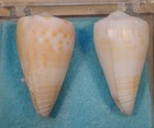 Conus Suturatus 2 Shells 36 37mm Trawled Cape Moreton e Australia
