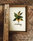 Framed Artwork Crewel Embroidered Spice Series  nutmeg  3d Seeds Vintage 70   s