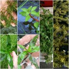 Aquatic Aquarium Plant Bundle Pack - 120 Stems Pond aquarium  Some Are 3ft Long