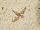 Winged Insect Fossil 100  Natural From Fossil Lake Wyoming 6 71