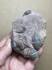 156g Nice Devonian Period Brachiopod Spirifer Specimen Geologic Rock