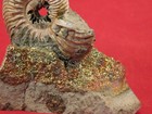 Iridescent Ammonite Fossil On Rainbow Pyrite  Volga River Saratov Russia 4 44