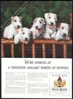 1938 Sealyham Terrier Puppies Photo Four Roses Whiskey Vintage Print Ad