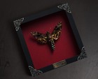 Real Death Head Moth Red Frame Taxidermy Insect Wall Art Decor Christmas Gift