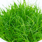 Buy2get1free Dwarf Hairgrass Eleocharis Parvula T c Cup Live Aquarium Plant
