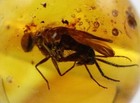 Amber Bead 7 93 Mm Drilled Sphere With Rare Insect Trapped For Million Years