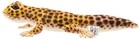Bh8140 Hansa Leopard Gecko 26 Stuffed Toy