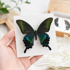 10 Real Papilio Maackii Butterfly Specimens 9cm Spread Wings Diy A1-a-