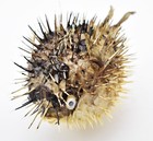 Real Small Dried Porcupine Fish  5-7   Taxidermy Decorative Unique W  String