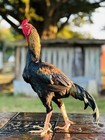 Pakistani Sindhi Chicken Hatching Eggs
