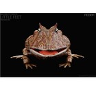 Rebor Beelzebufo Little Feet  swamp Version  - Bnib