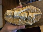 Rare Real Prehistoric Ancient Fossil Cryptid Dinosaur Loch Ness Monster Dragon