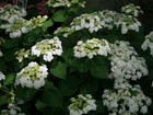 Wedding Gown White Double Delights Hydrangea - Live Plant -   1 Qt  
