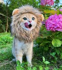 Penvinoo Lion Mane Wig For Cat  Funny Pet Cat   Puppy Medium  Dark Brown