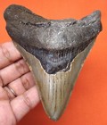 Megalodon Shark Tooth - Real Fossil - Shark Teeth - 4 09    - Natural No Repairs