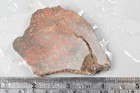 Orange Agatized Dinosaur Bone Slab  Utah  Ex Shirley Collection  45 Grams