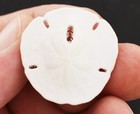 6 White Round Florida Sand Dollars  size  1 1 2 - 2   Coastal Art Crafts Decor