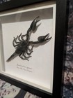Asian Blue Forest Scorpion javanimetrus Cyaneus  Entomology Shadow Frame 18cm