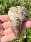 Monster Tylosaurus Mosasaur Tooth Fossil Texas 3 06    Dinosaur Ozan Fm Cretaceous