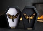 Christmas Gift Display Real Framed Death Head Moth Mounted Insect Taxidermy Art