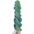 10-12cm Succulent Cactus Plant Cereus Forbesii Spiralis Cactaceae Home Garden