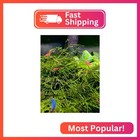 Christmas Moss Vesicularia Montagnei Live Freshwater Aquarium Plants Buy 2 Get 1