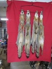 Tanned  Grey Fox With Feet Claws Soft Winter Fur  Animal Hide  Miner Slip Spots