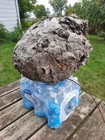Huge Bald Faced Hornets Nest