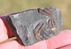 Trilobite Fossils  Ellipsocephalus Hoffi From The Czech Republic  1